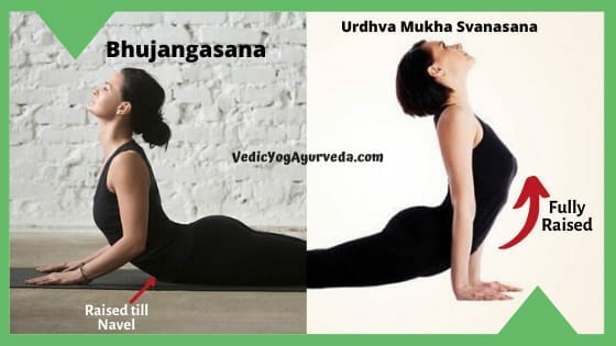 Urdhva Mukha Svanasana and Bhujangasana Comparison Image
